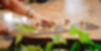 KitchenGardenWinterEdition-36.jpg
