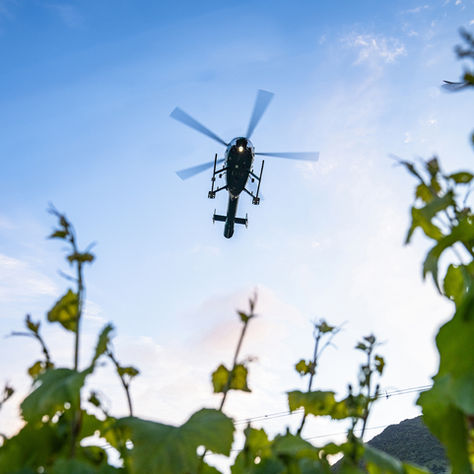 Why Do Growers Use Helicopters For Frost Fighting In Central Otago?