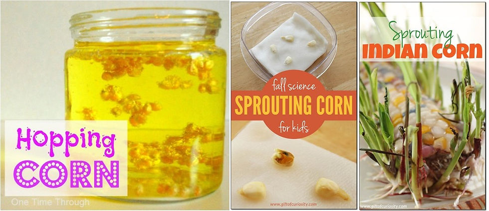 Collage of photos of hopping corn in a glass jar, sprouting sweet corn on a wet towel, and sprouts on an ear of Indian corn.