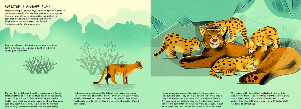 Internal spread - on the left, a lone female puma stands near a faded bush, facing right. On the right, the puma lies in her den with her four cubs either nursing, climbing on her, or standing near by.