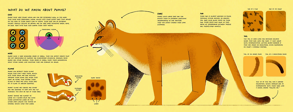 Internal spread - on the left, a box with cat eye colors, graphic of peripheral vision, graphic of retractable claws, and paw print. Across the center, a full sized Puma facing left. On the right, examples of cub and adult fur and positioning of the cat's tail showing anger or fright.