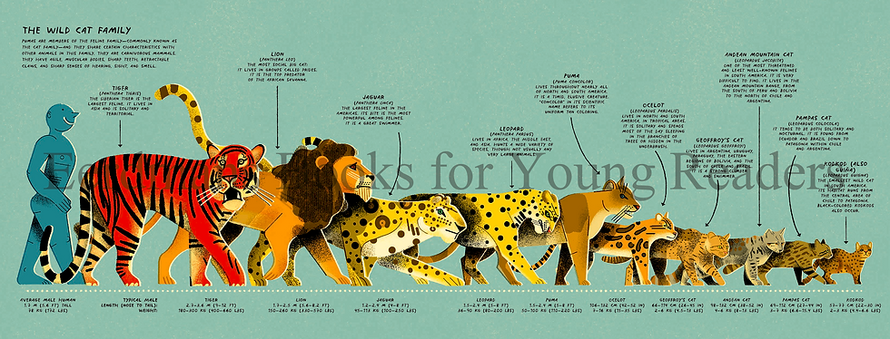 Internal spread - from left to right, starting with a man, a line of male cats - tiger, lion, jaquar, leopard, puma, ocelot, Geoffroy's cat, Andean mountain cat, Pampas cat, and kodkod, with physical statistics, habitat, and a fun fact for each.