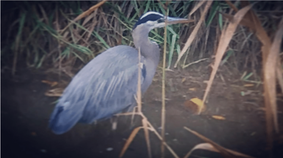 PHOTO - a Blue Heron standing in water with grasses behind it.