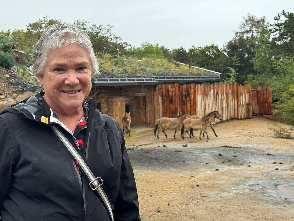 PHOTO: Darcy Pattison at Prague Zoo at the Przewalski’s Horses enclosure.