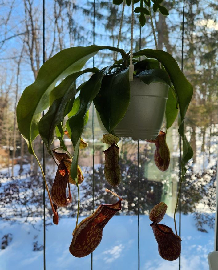 Photo of Maria Gianferrari's hanging pitcher plant.