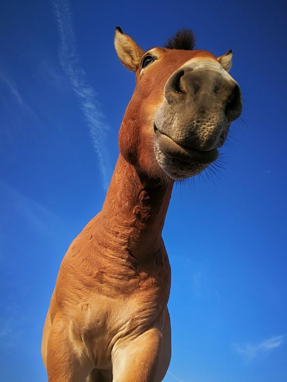 PHOTO: 2018 China. Closeup of brown and tan Przewalski’s Horse, looking up into its muzzle with a bright blue sky behind it. Taken by female scientist and researcher Xinhua at the Xinjiang Wild Horse Breeding and Research Center in China. From Alamy Stock Photo.