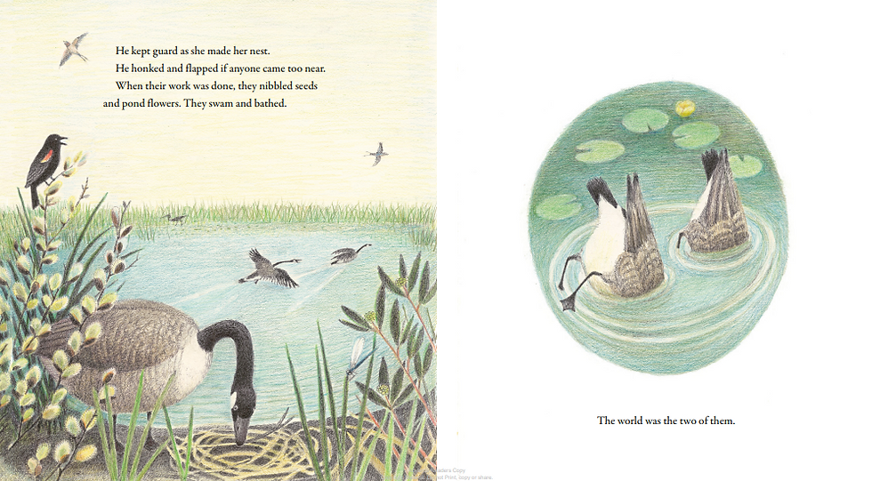 Internal spread - on the left, a female goose makes a nest as the male chases away another goose. On the left, two geese (buts up), heads submerged in the pond as the nibble food.