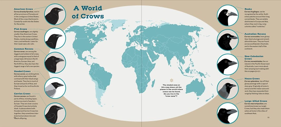 Internal spread - map of the worl in the center, surrounded by cameos and descriptions of 10 species of crows found around the world.