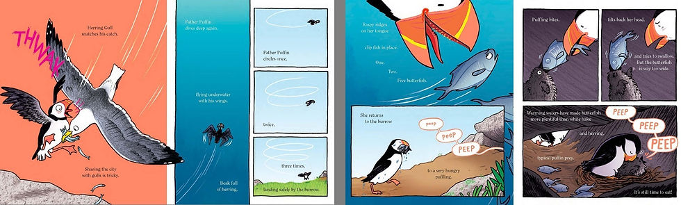 Internal spread - on the left, a gull attacks father puffin and steals his fish. He dives deep and then circles back down to the den. On the right, mother puffin catches fish, brings then to the den, and discovers they are too big for the puffling to eat. Father heads out to fish as the baby's cries grow louder.