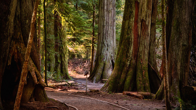 Photo of tall trees in Cathedral Grove on Vanouver Island, B.C. © Joel.bourgoin/Shutterstock