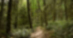 Photo of a trail in Forest Park in Portland, Oregon.