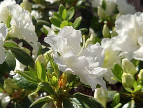 weiße Blume