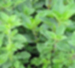 Griechischer Oregano Pflanze