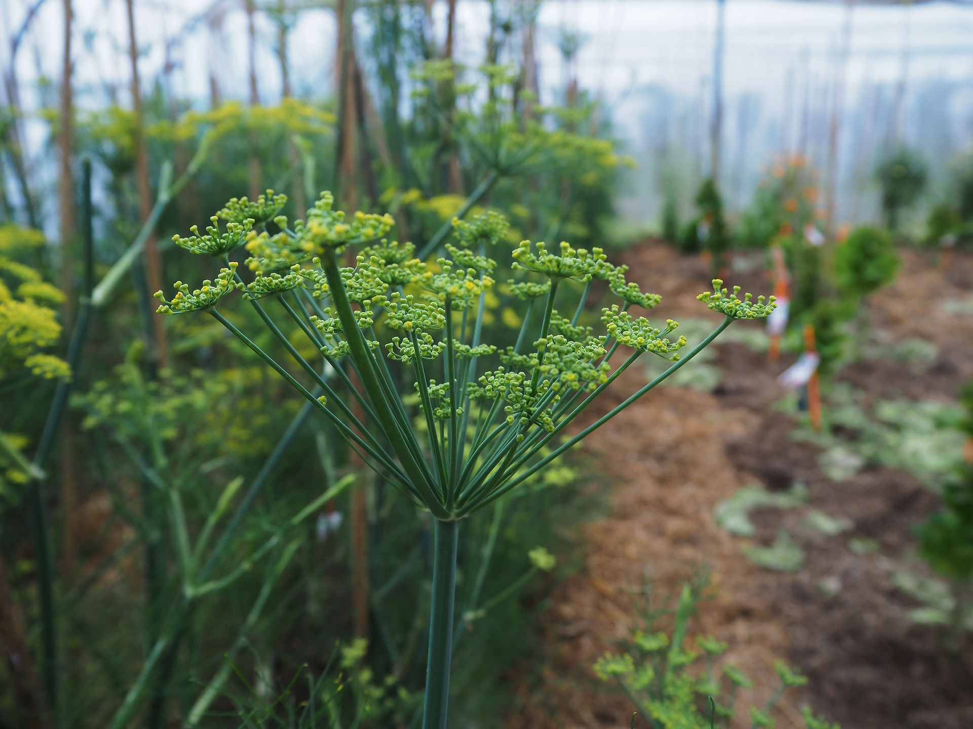 Sativa Rheinau