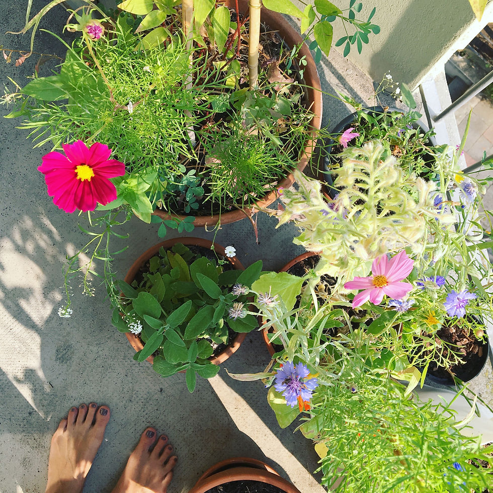 Essbare Blüten und ihre Nutzung