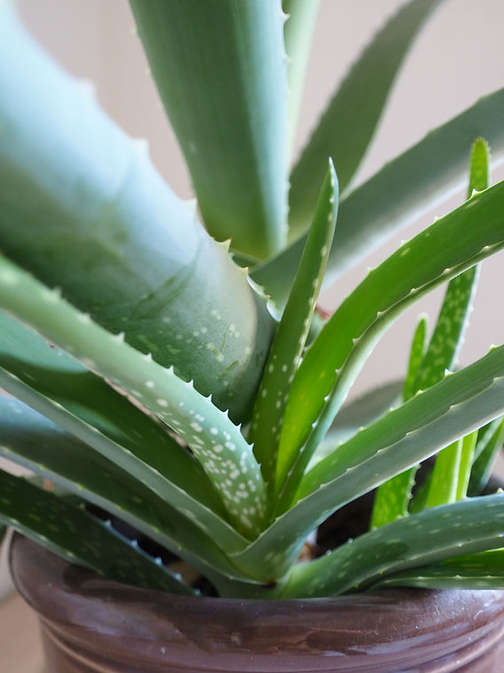 Aprs Soleil aus Aloe Vera selber machen | urbanroots