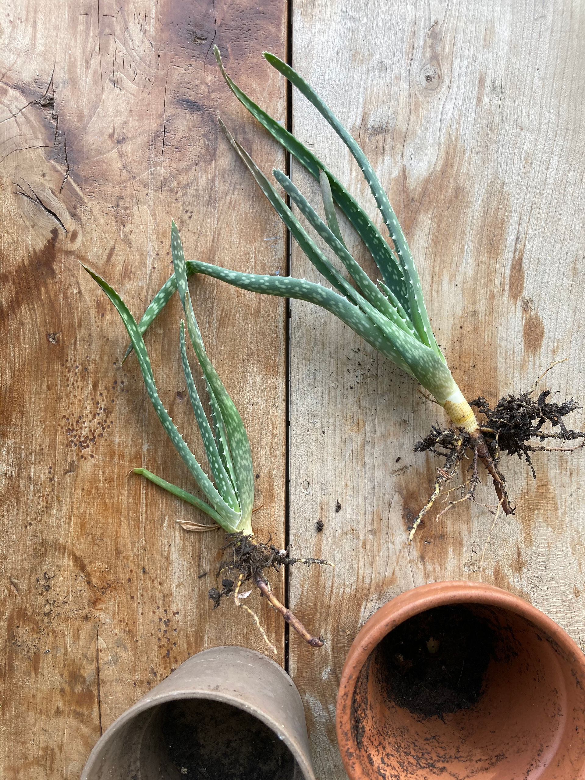 Aloe Vera mit Wurzeln
