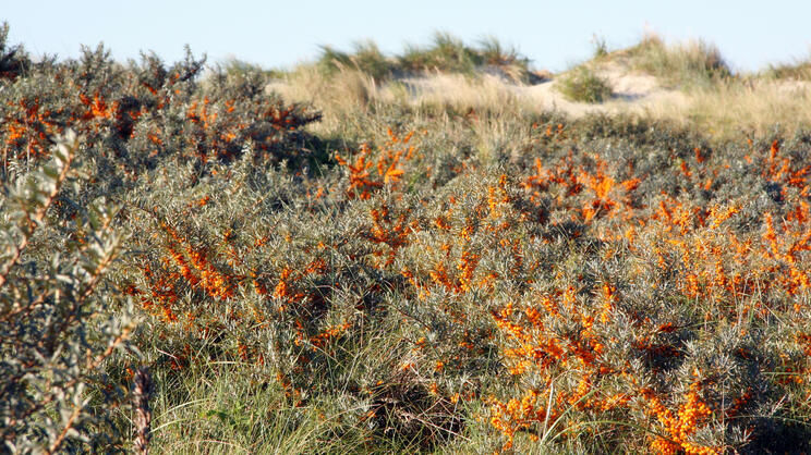 Sea buckthorn growing on the coastline.