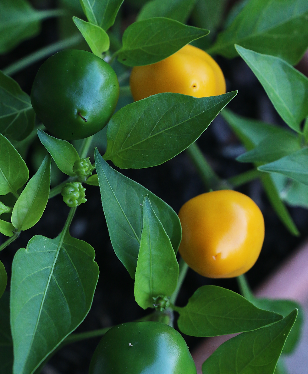 Miniaturbild: gelbe Chili, gelbe Chilli