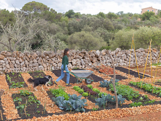 EIN JAHR auf Mallorca