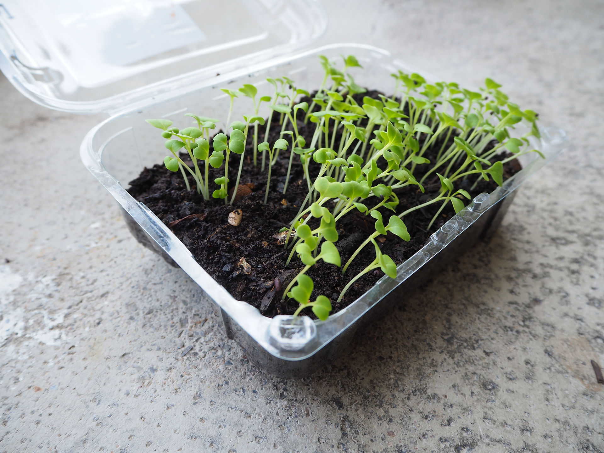 Plastikbox zur Anzucht