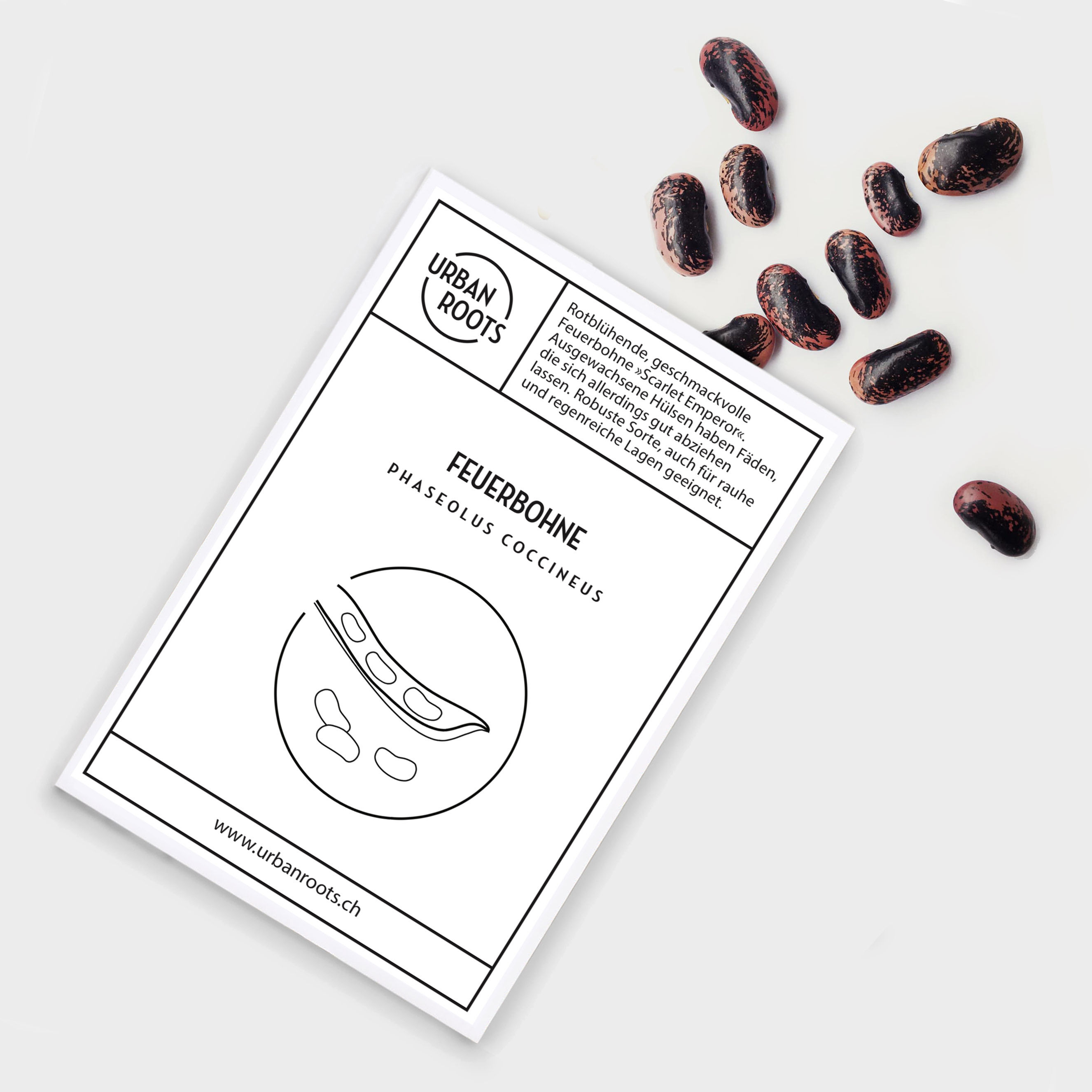 Saattüte Feuerbohne, Saatgut Feuerbohne