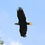 Thumbnail: Bald Eagle, Virginia Framed