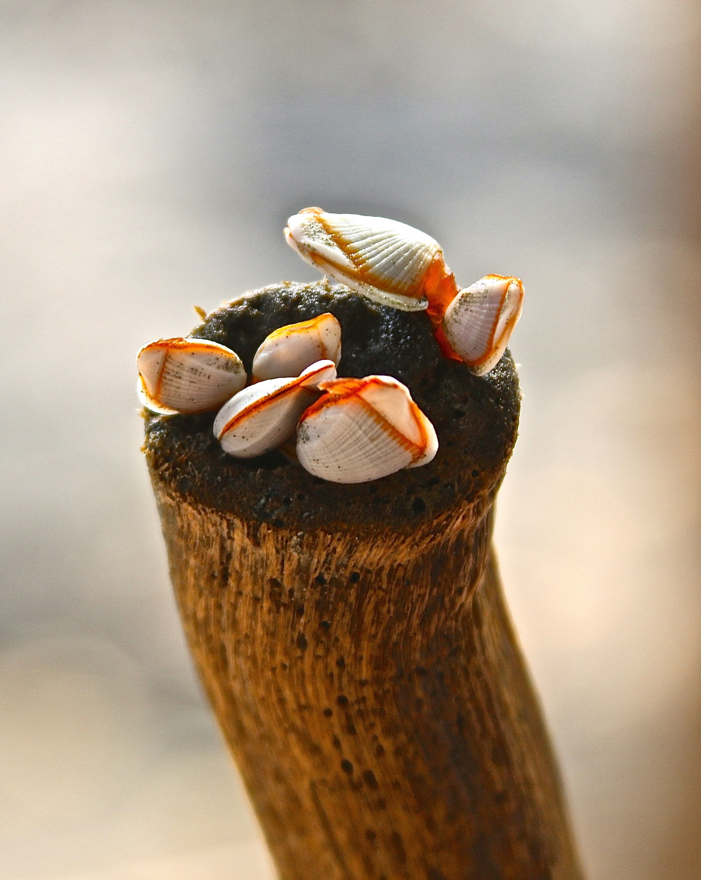 Mollusks on Driftwood, Costa Rica