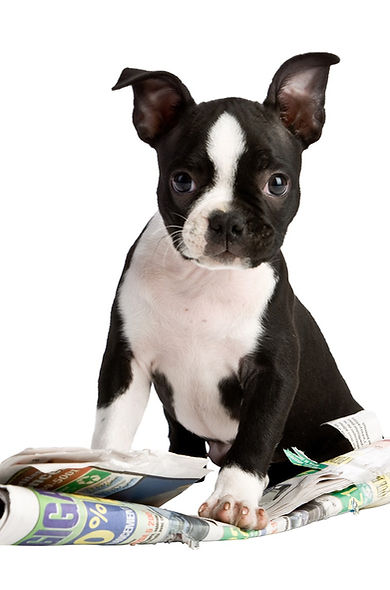 Boston Puppy