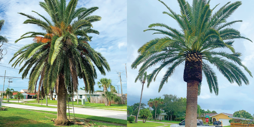 Date Palm Trimming