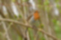 ecouter les oiseaux aux touchines.jpg
