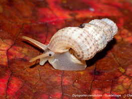 Les escargots des Petites Antilles