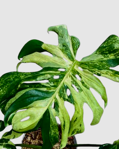 Monstera 'Contorta Ocean Mint' | Plant The Jungle