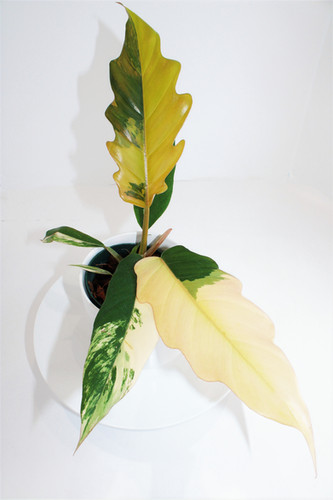 その他観葉植物 Philodendron Caramel Marble Variegata Philodendron Caramel Marble Variegata | Plant The Jungle