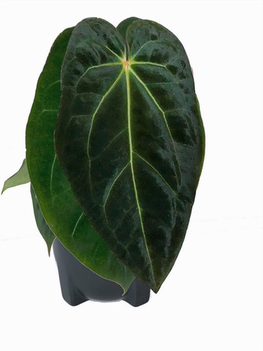 Anthurium 'Ace of Spades' x 'King of Spades' | Plant The Jungle