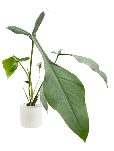 rare philodendron Philodendron Lupinum 4" Rare Plant