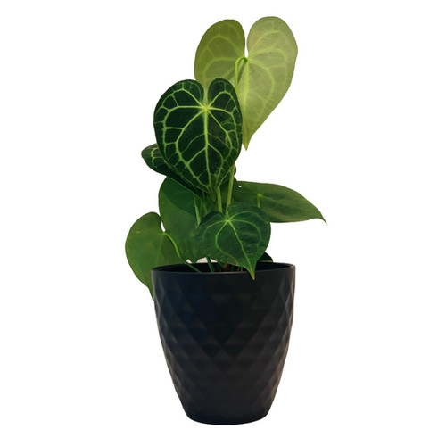Anthurium clarinervium 'Dark Form' (Grower's Choice)