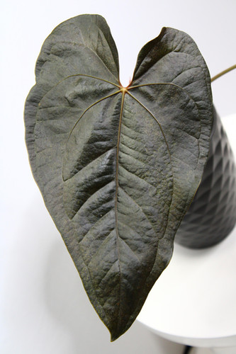 dracaena kiwi Shop 'Dracaena marginata kiwi' Care & Growing Guide
