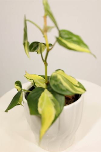 Philodendron hederaceum 'Cream Splash'' (Grower's Choice) | Plant The Jungle