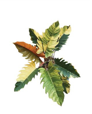 philodendron good luck Philodendron tortum Good Luck – Gipsygarden main image 0
