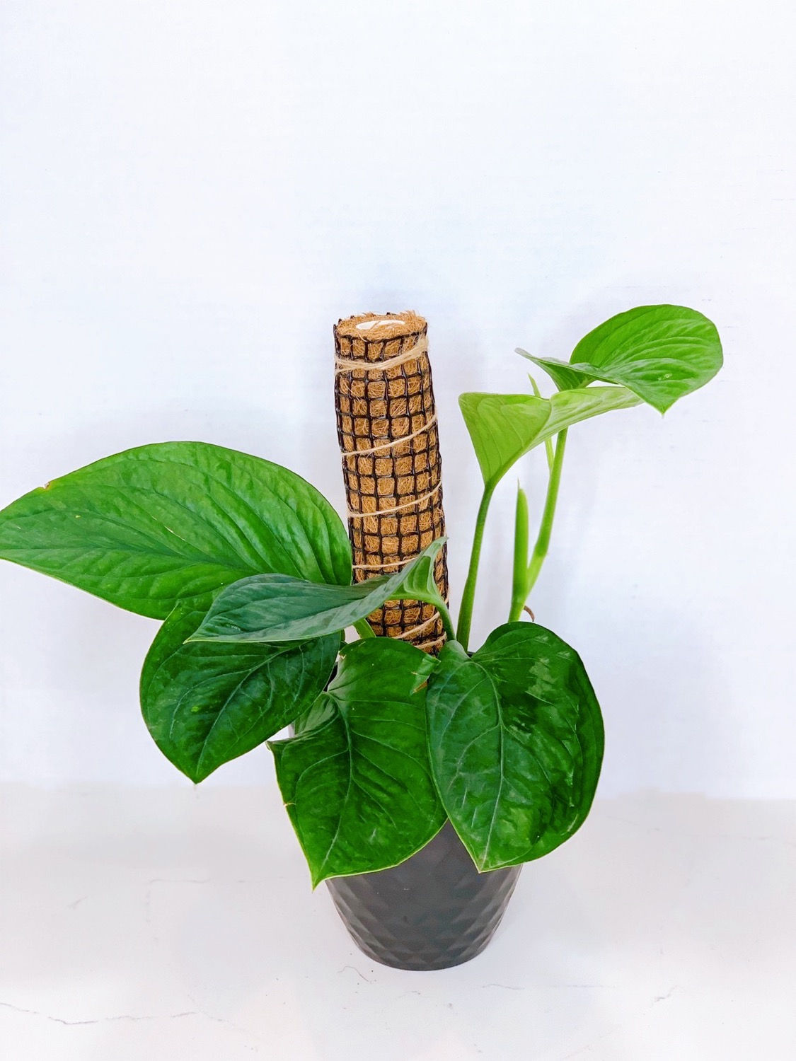 Monstera pinnatipartita