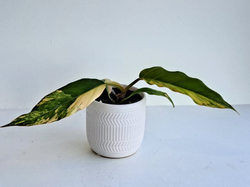 その他観葉植物 Philodendron Caramel Marble Variegata DEB331B8-4BEA-49C7-9544-