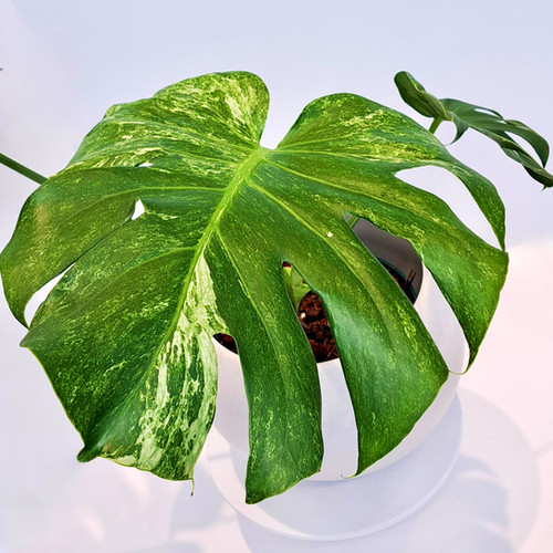 Monstera 'Contorta Ocean Mint'