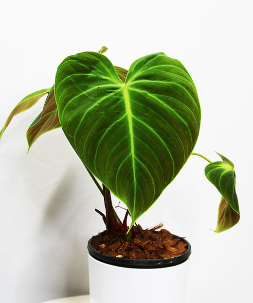 Philodendron 'El Choco Red' | Plant The Jungle