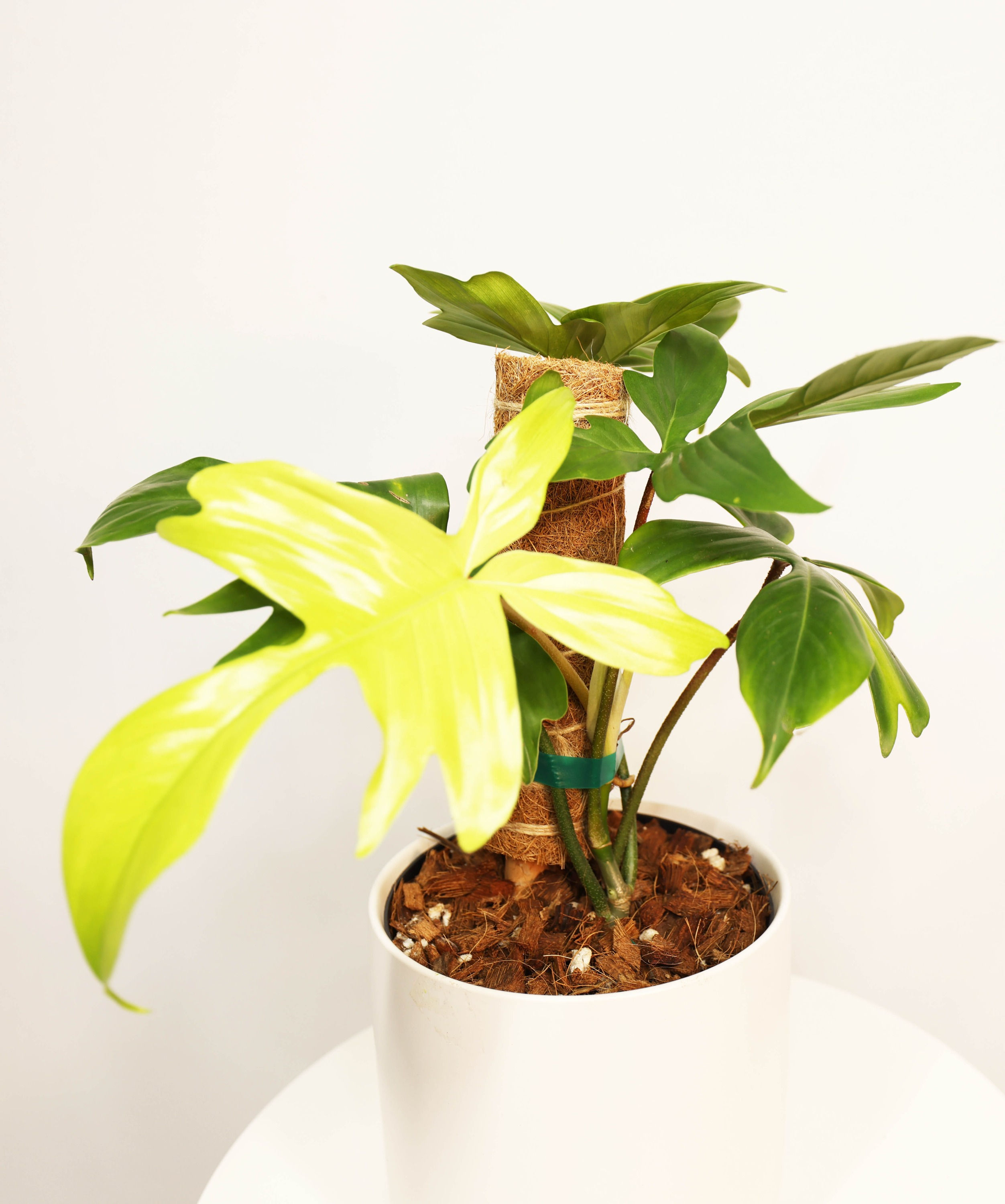Philodendron Florida Ghost Rare Houseplant