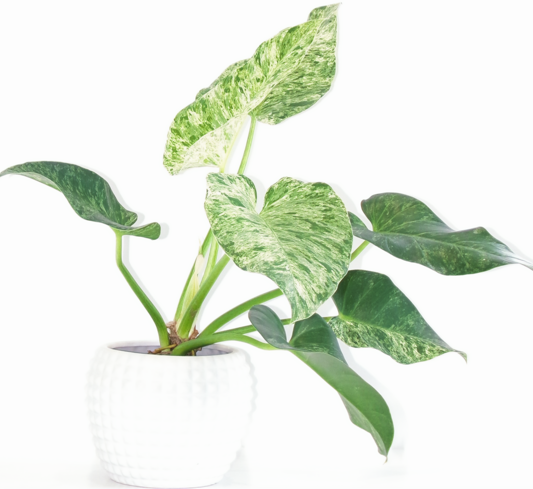 Philodendron 'Giganteum' Blizzard Variegata