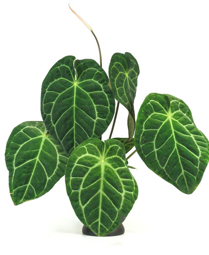 その他 1980s Taro & Anthurium Tropical Carving 1980s Taro & Anthurium Tropical Carving