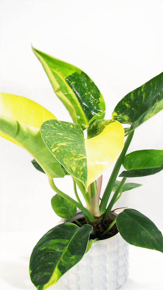 sansevieria black dragon Black Dragon Snake Plants for Sale