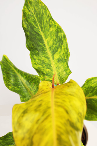 harmonie plants Plant Roots