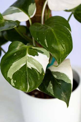 philodendron gloriosum moosstab Philodendron gloriosum
